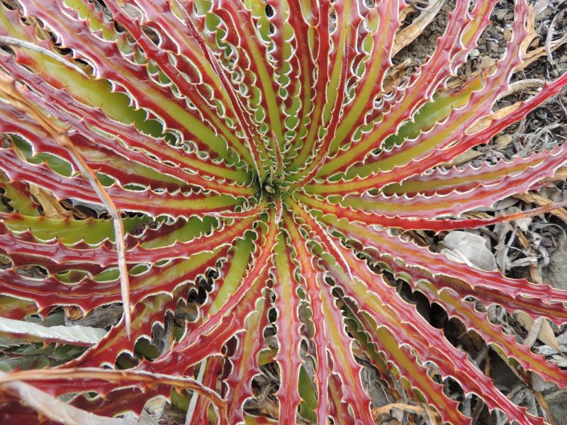 Hechtia texensis rosette colorful UCB.jpg