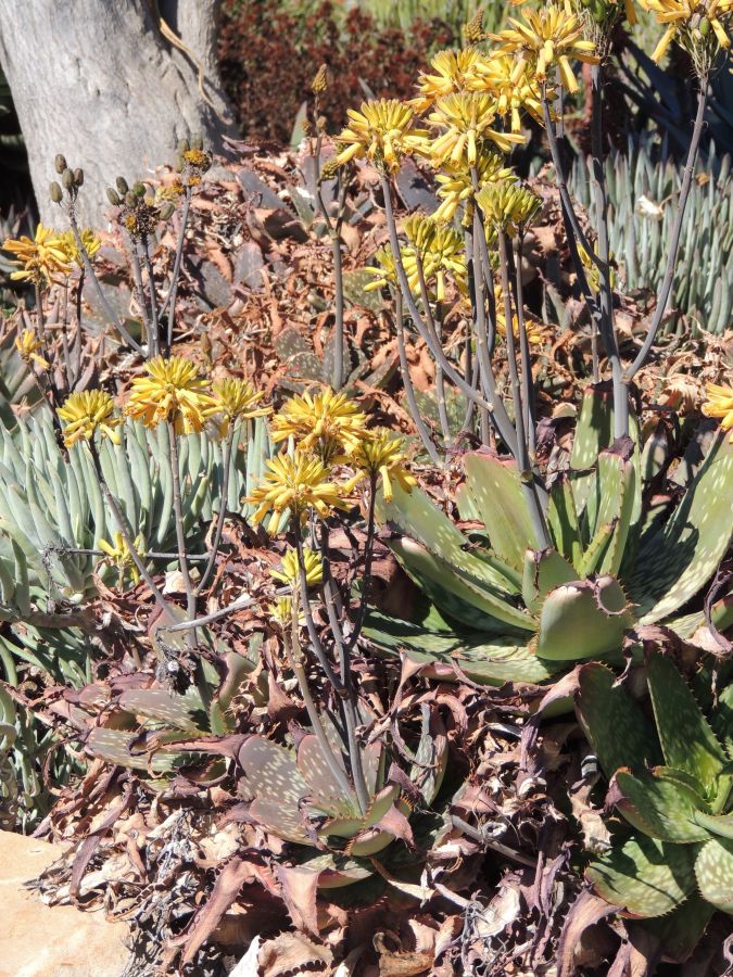 Aloe maculata yellow flowering form colony larb.jpg