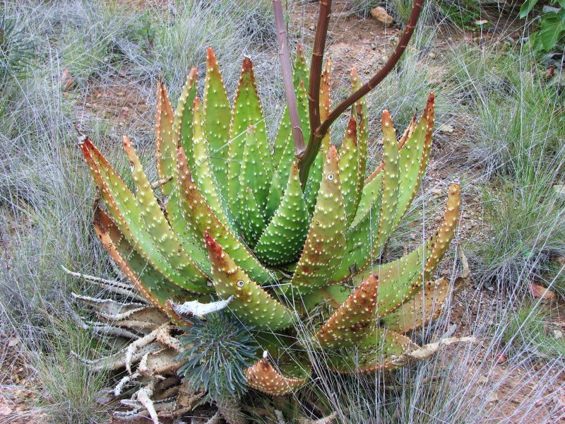 Aloe aculeata super spiny phil.jpg