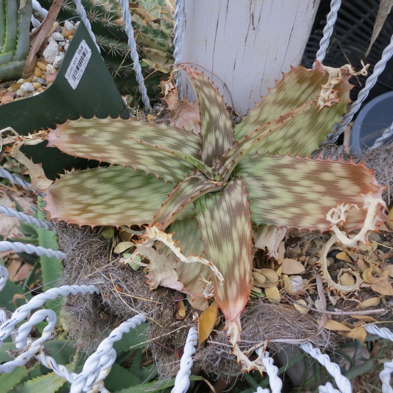 Aloe bergersfortensis dried leaf tips March.jpg