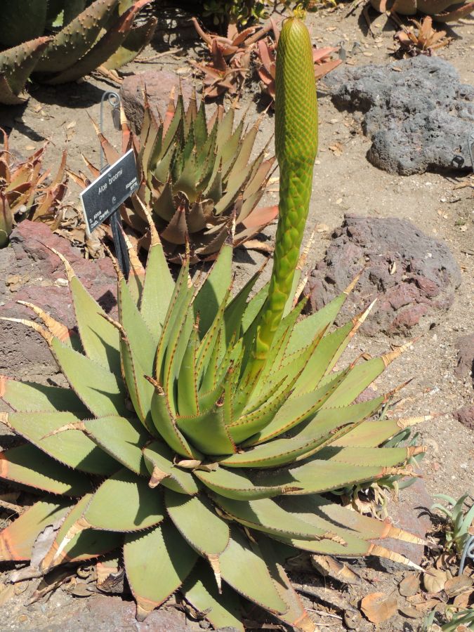 Aloe broomii early flower H.jpg