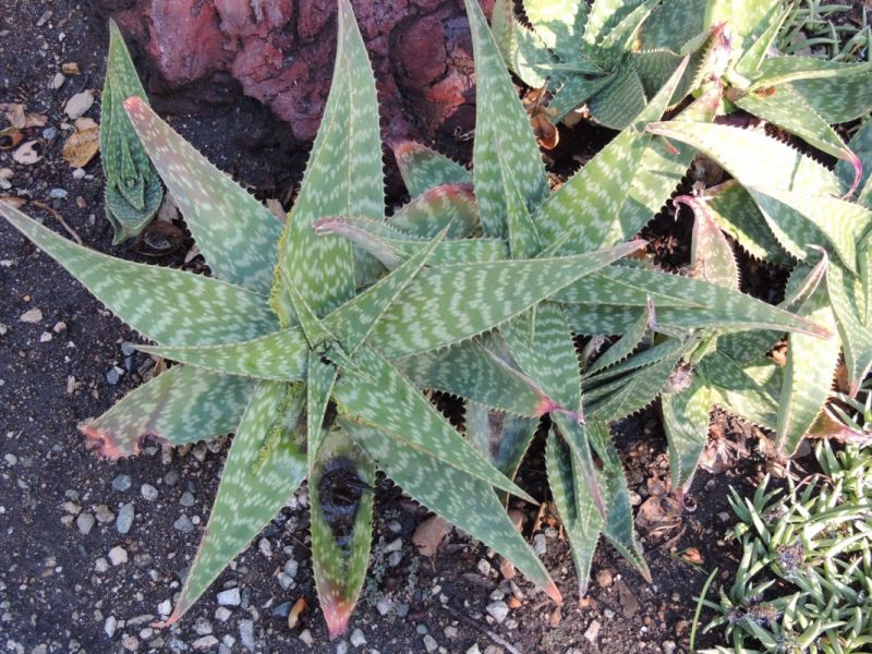 Aloe maculata H 2.jpg