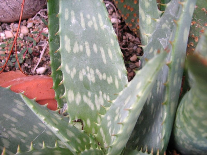 Aloe maculata leaves up close 10-07 pot.jpg