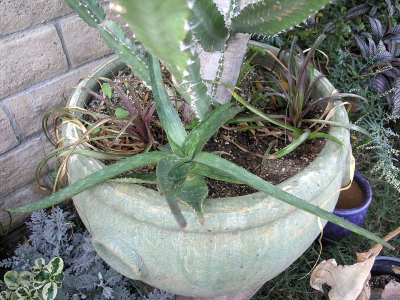 Aloe maculata shade to sun fro mIHOP.jpg