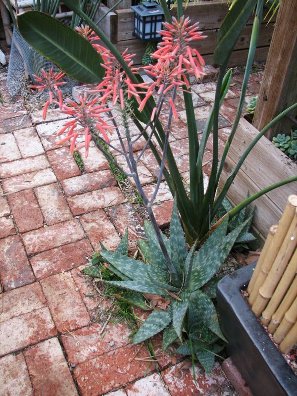 Aloe maculata p6 full flower 12-07.jpg