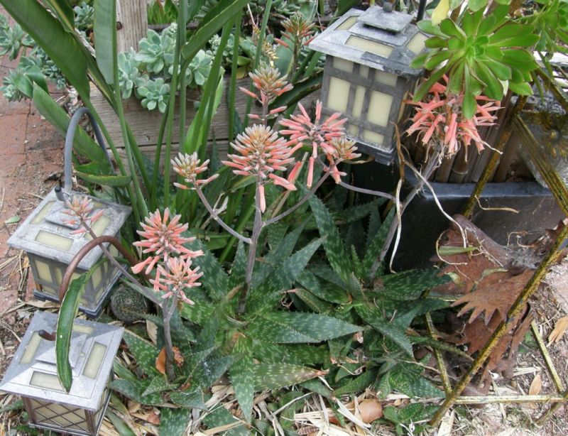 Aloe maculata in flower 3-11.jpg