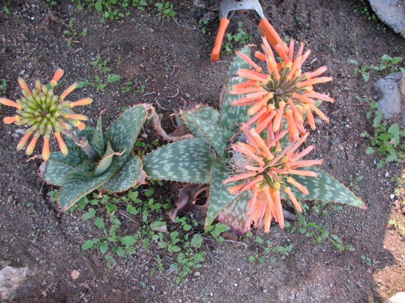 Aloe maculata nice Bob.jpg