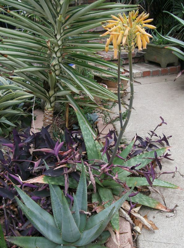 Aloe maculata front flowering 1-09.jpg