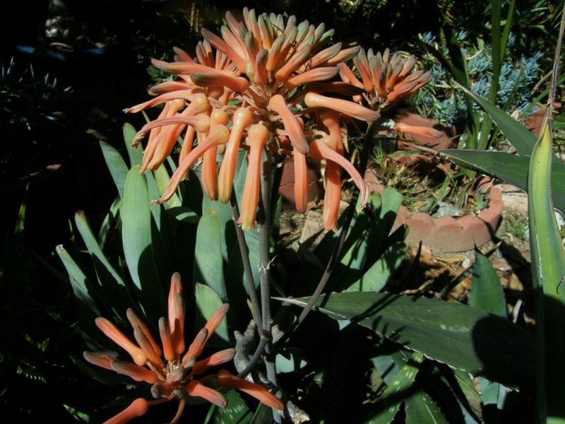Aloe maculata flower 2-12.jpg