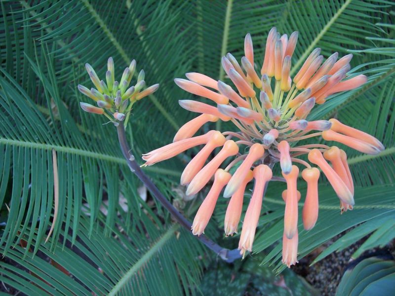 Aloe maculata front flower again.jpg
