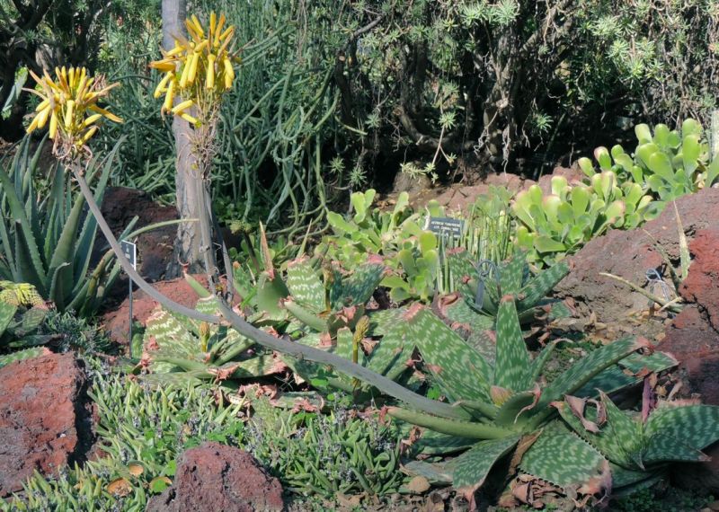 Aloe maculata yellow side shot H.jpg
