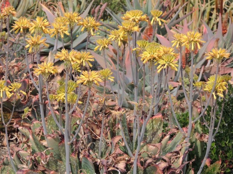 Aloe maculata yellow flowrs 2.jpg