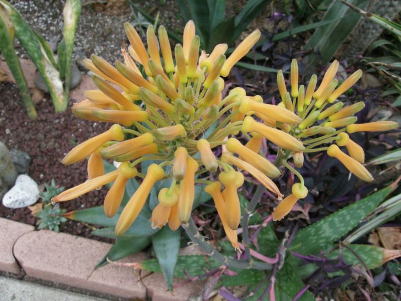 Aloe maculata flower close front 1-09.jpg