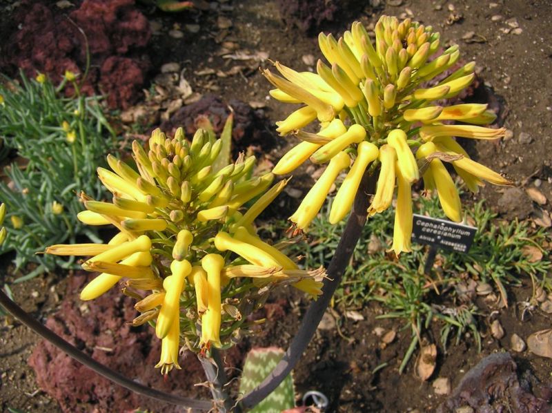 Aloe maculata aka saponaria Jan Flower Hunt.jpg