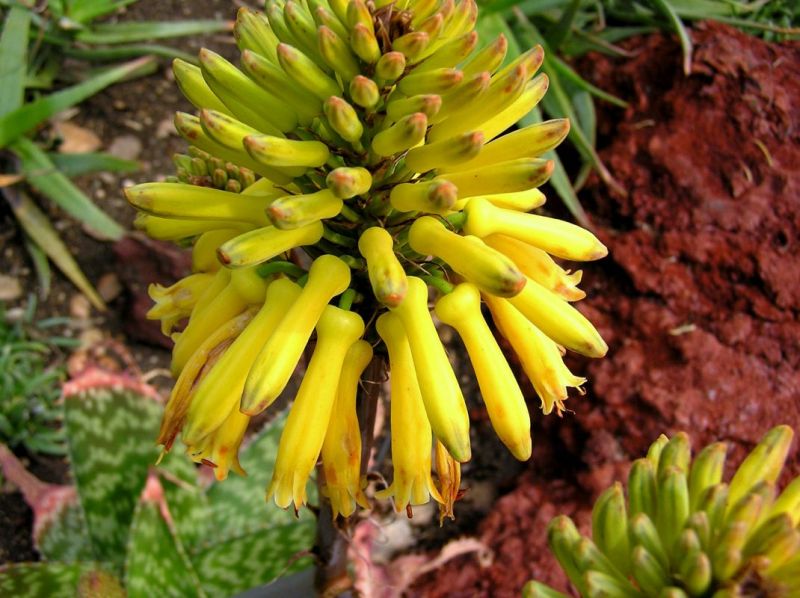 Aloe maculata aka saponaria flower close feb.jpg