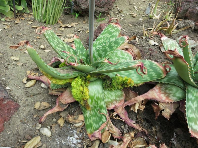 Aloe maculata mites.jpg